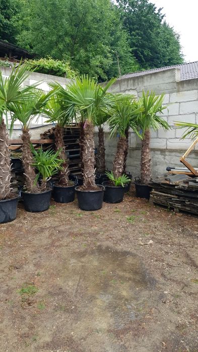 Palmieri trachicarpus fortunei Rezistă la îngheț