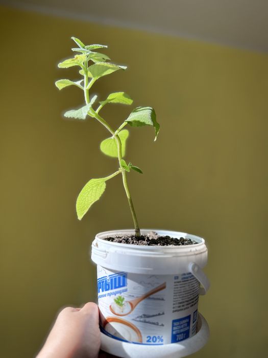 Мята комнатная молодая