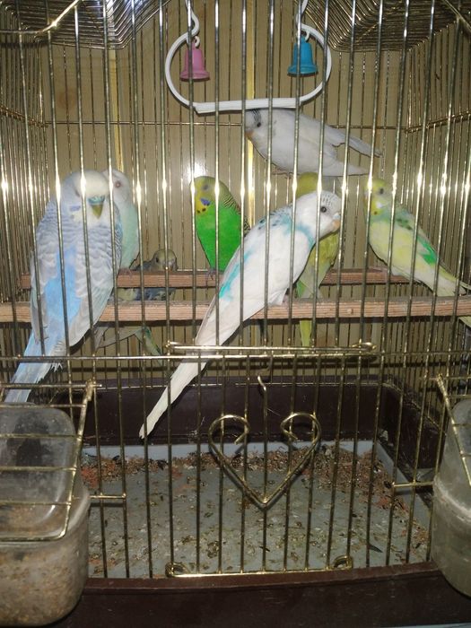 Попугайла сотилади