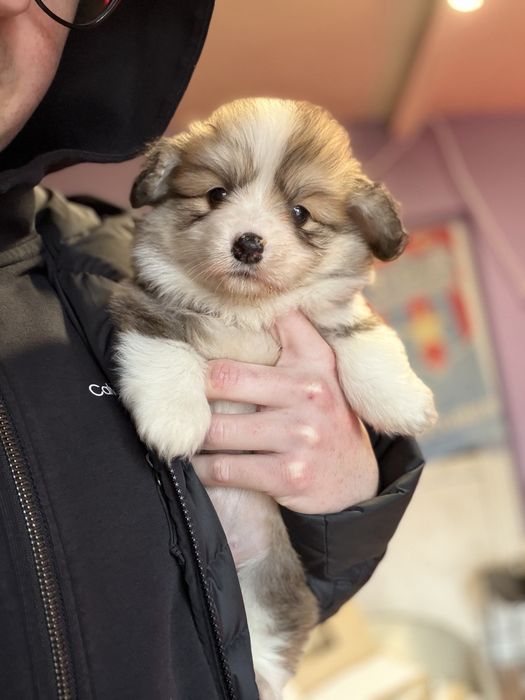 Welsh Corgi Pembroke