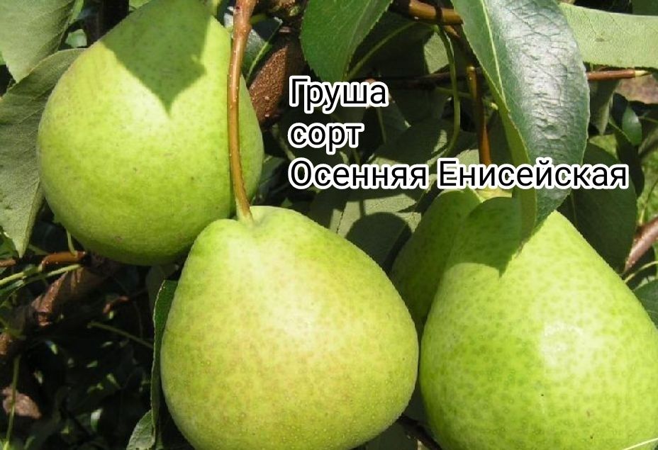 Дача недорого сад Здоровье