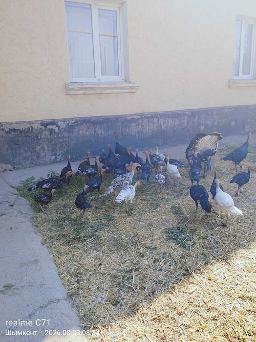 Продаю индюков срочно