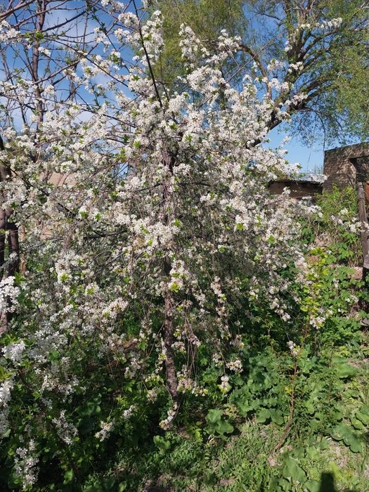 Дом огород сад сженцы