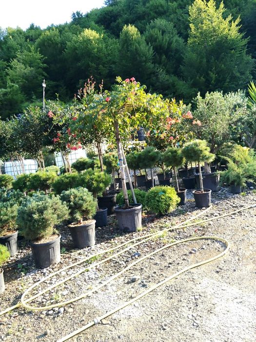 Plante ornamentale premium