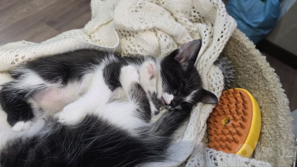 Отдам котят в хорошие руки