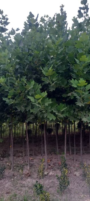 Арча, манзарали дарахтлар