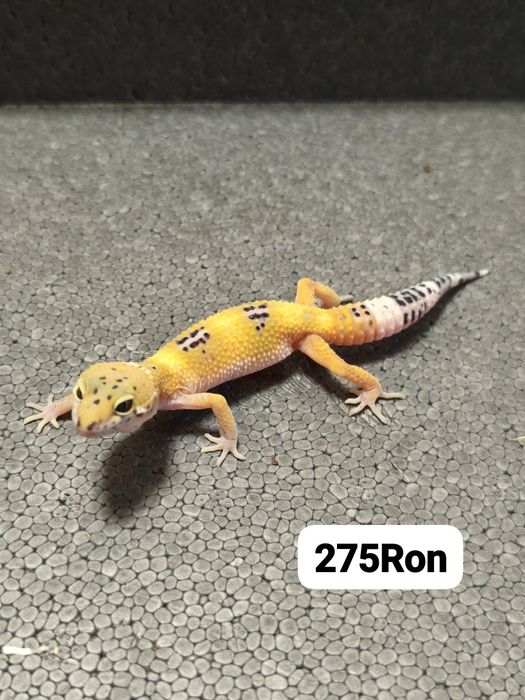 Soparla Gecko Leopard
