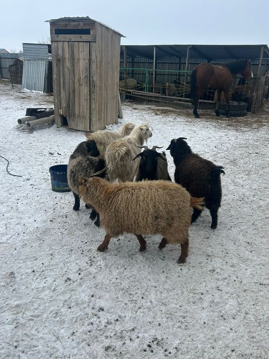 Продам Козы сатылады еркек 6 бас серкелер