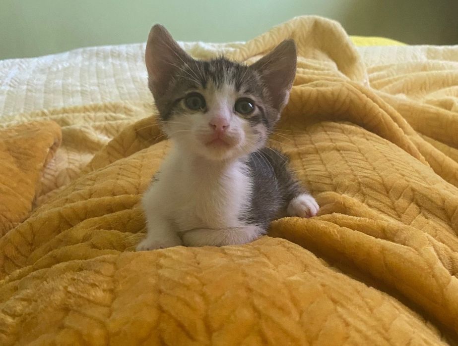Adoptie pui de pisica 1,5 luni