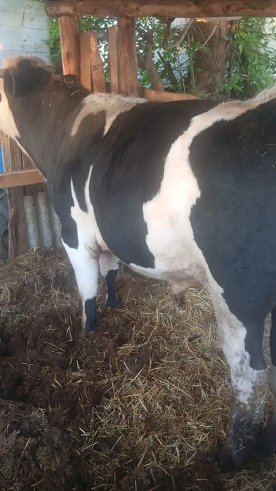 Продам быка на мясо