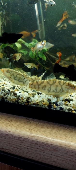 аквариумне рыбки