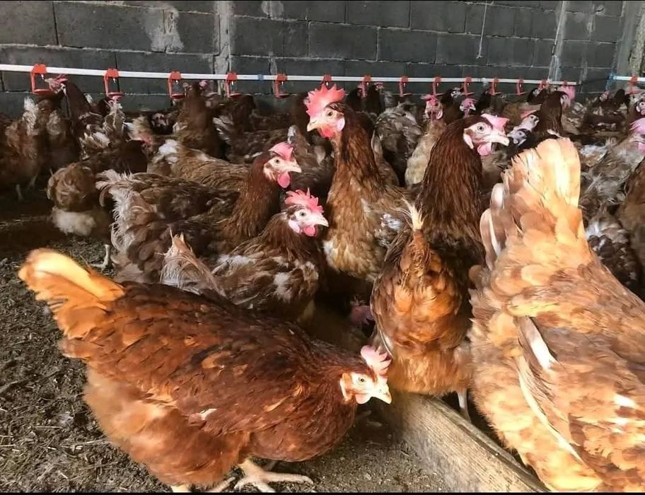 Găini roșii outoare rasă Issa Brown prima serie