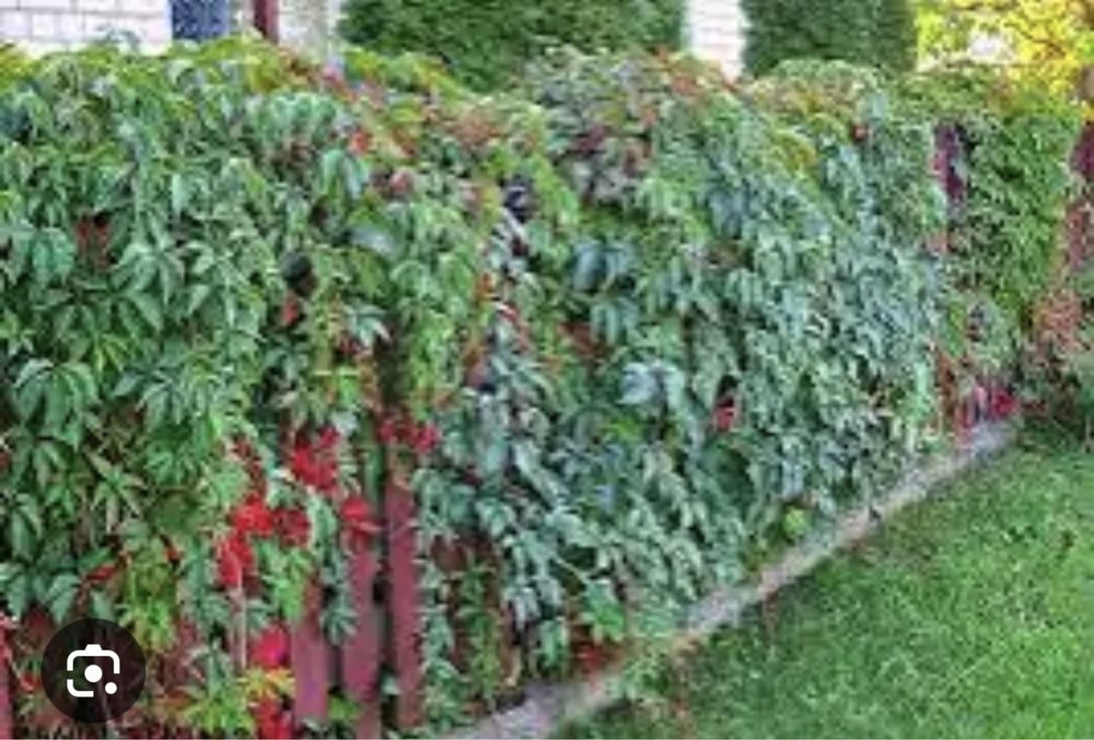 Девичий виноград