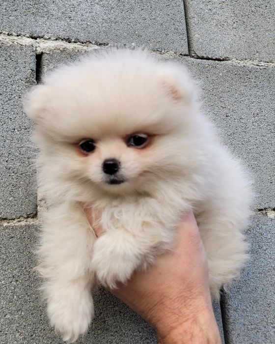 Померан-мини шпиц!!!