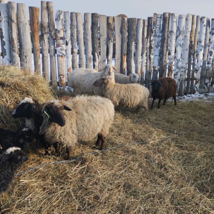 Продам кошкара едильбай