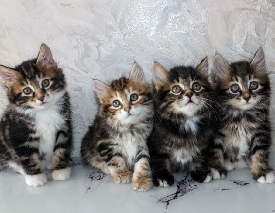 Кот курильского бобтейла