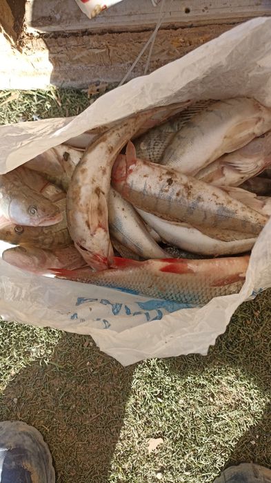 ірі бершиктер бар свежыи