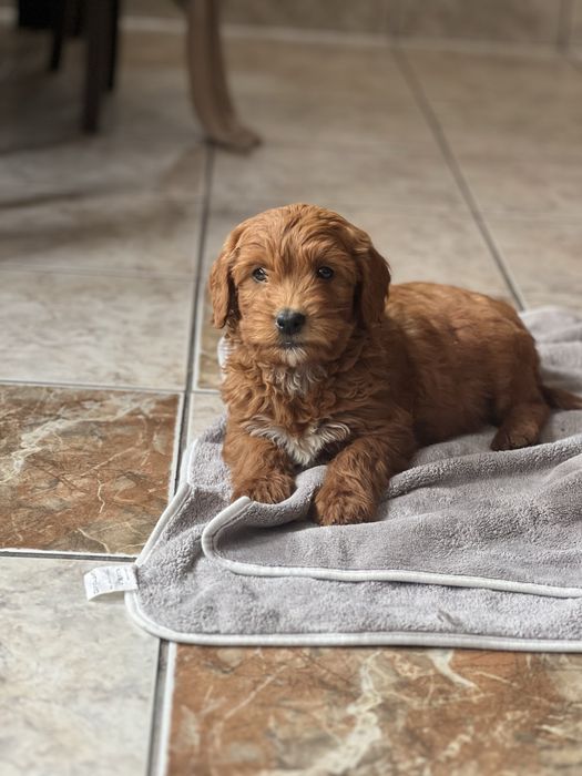 Goldendoodle F1B fetita superba