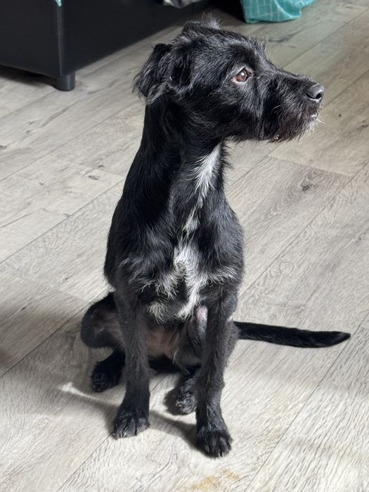 Собачка ищет дом