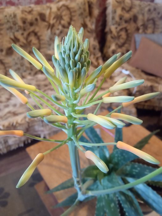 Алоэ вера лечебный