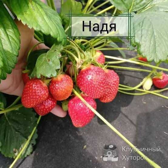 Рассада клубники