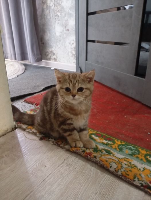 Очаровательные котята ищут заботливых хозяев!