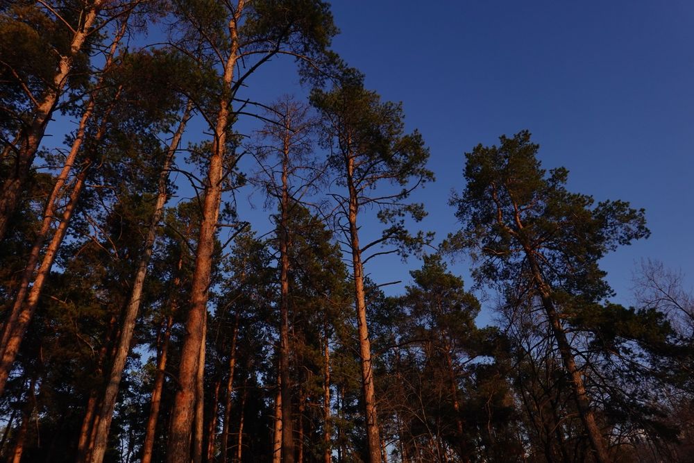 Фотоаппарат SONY RX100 M6