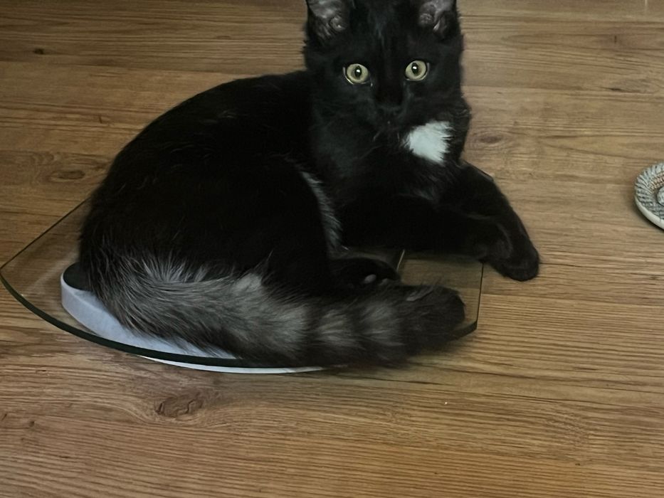 Котенок 5 месяцев