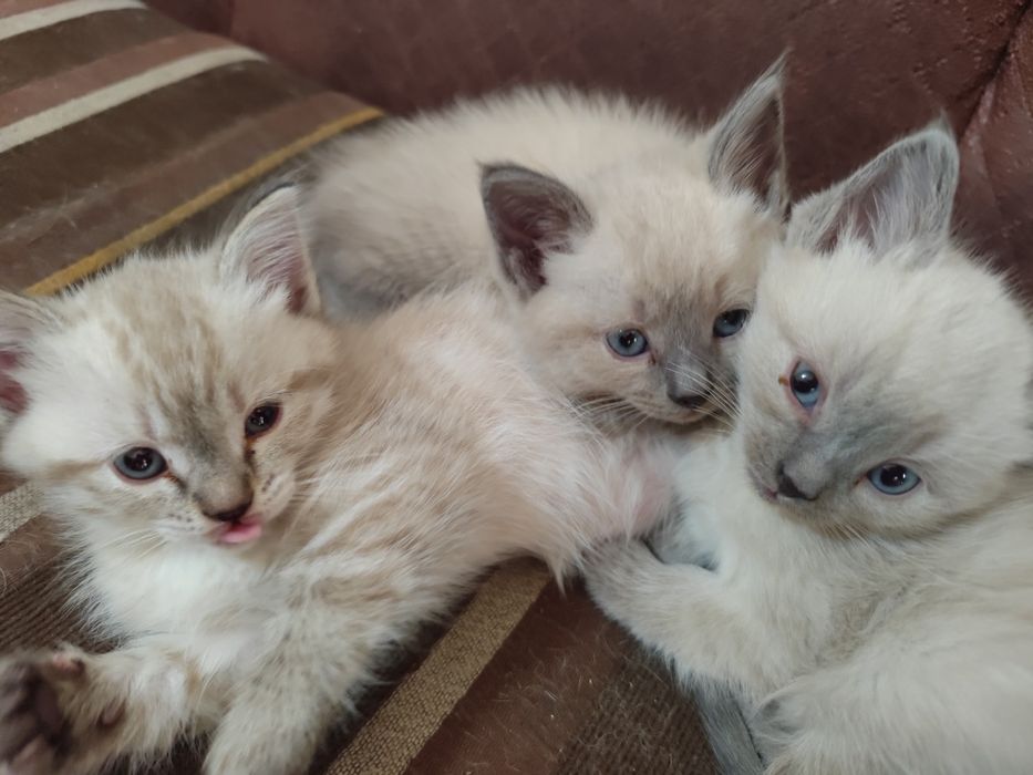 Котята невской маскарадной