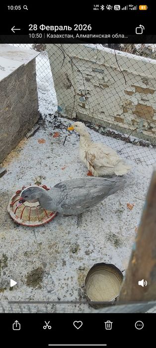 Продам селезня, гусей и попугая