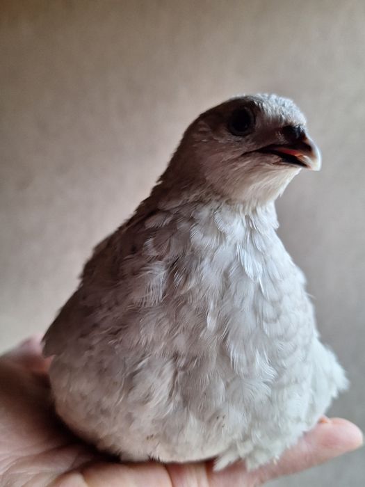 Pui de prepeliță la 2 săptămâni giganta polara ,japoneza mare,jumb