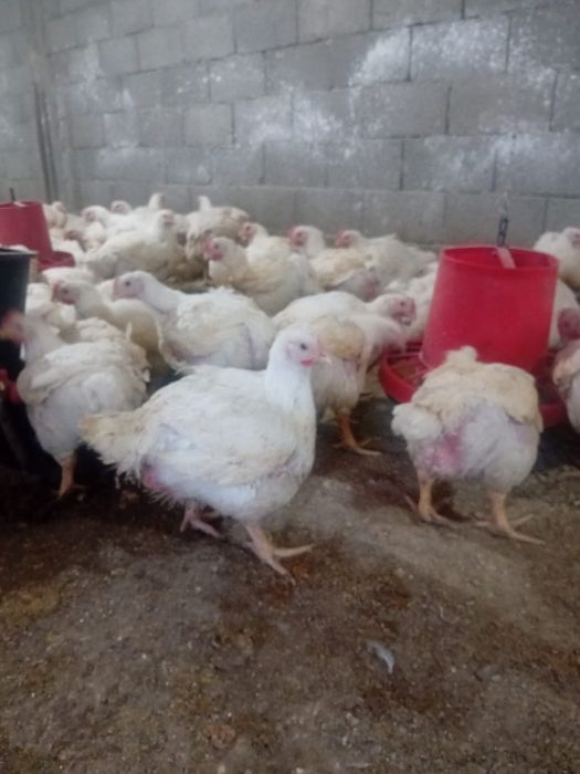 puii de carne și rasa mixta