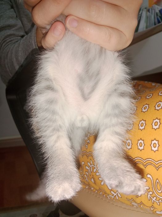 Еркек мысық бар керекпа