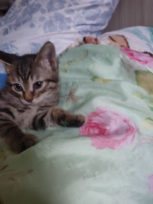 Отдам бесплатно котят