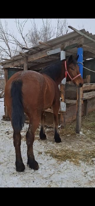 Продаётся кобыла полутяж