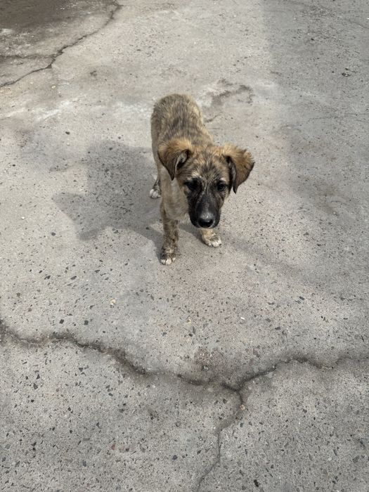 щенок мальчик даром