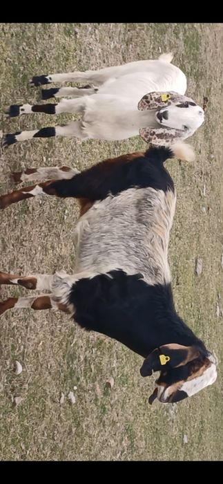 Коза битал пародалы буаз ешкілер сатылады