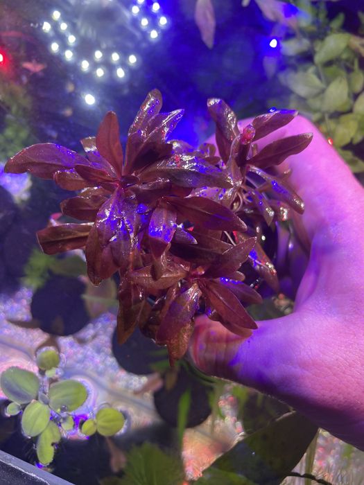 Аквариумные растения