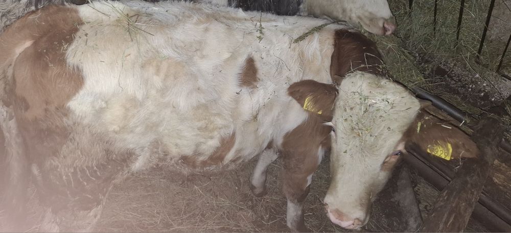 Tauras baltat aproximativ 300kg