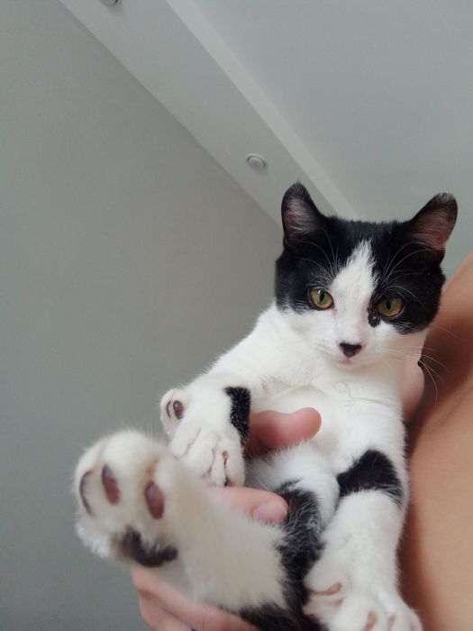 Катёнок с ладком и наполнителем