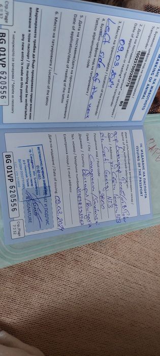 Алабайчета 1 мъжко и 2 женски свободни