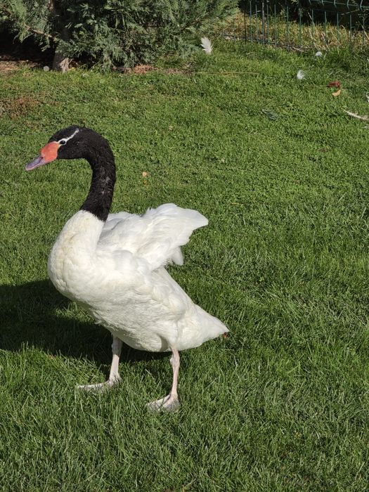 Lebădă cu Gât Negru