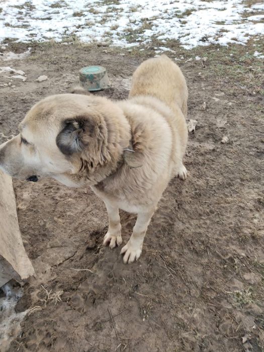 Алабай сатылады тез арада!