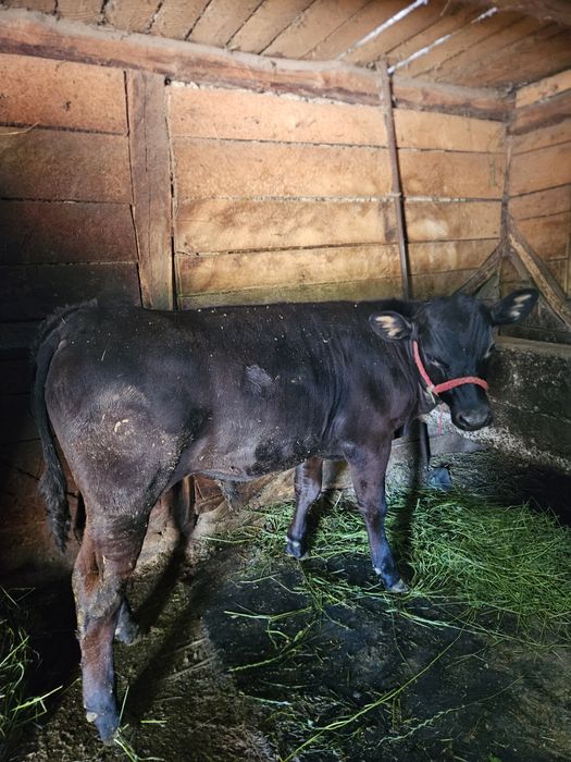 Vând taur Angus!