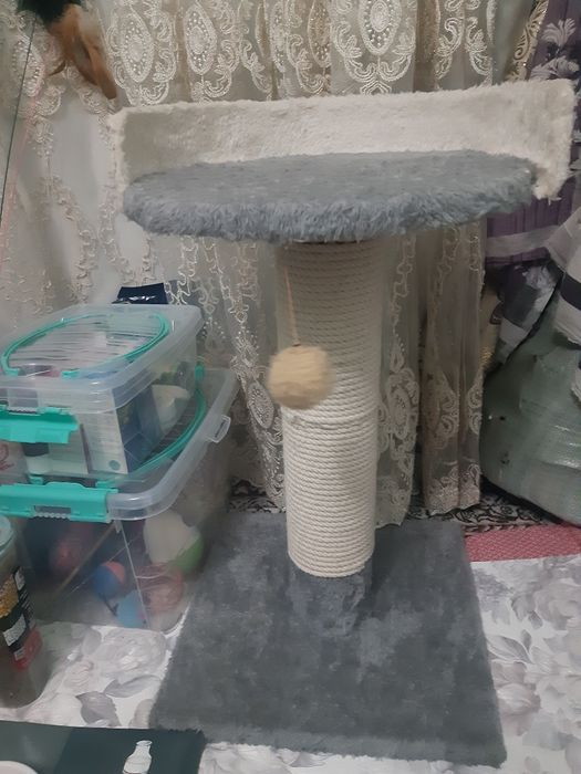 Lijanka yangi holatda