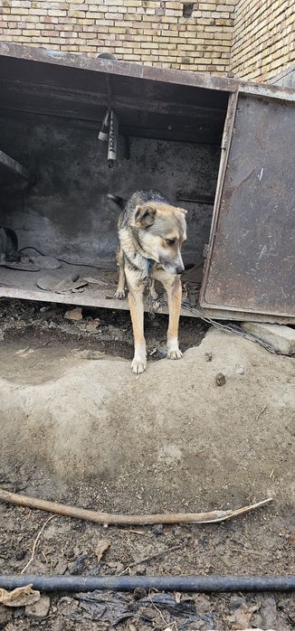 Kuchuk mehribon qoʻllarga beriladi.