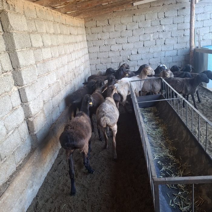 Domaha ru video 10 lti sex ru