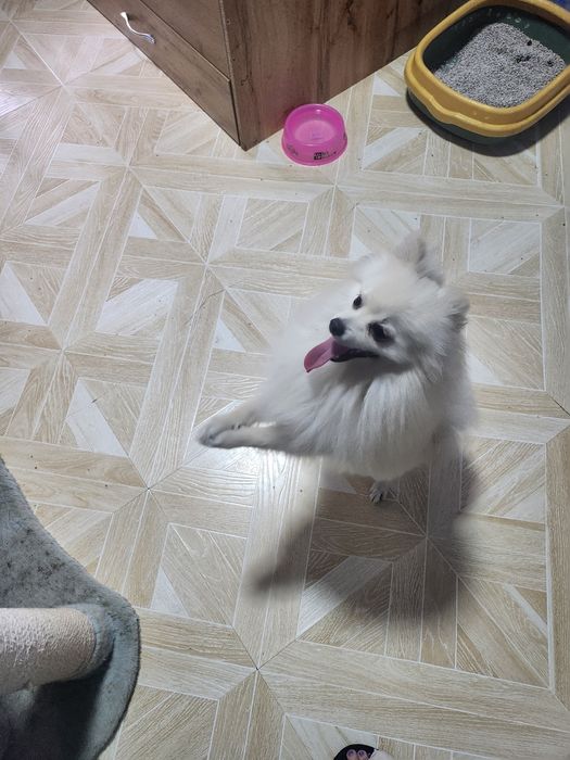 Немецкий мини шпиц вязка