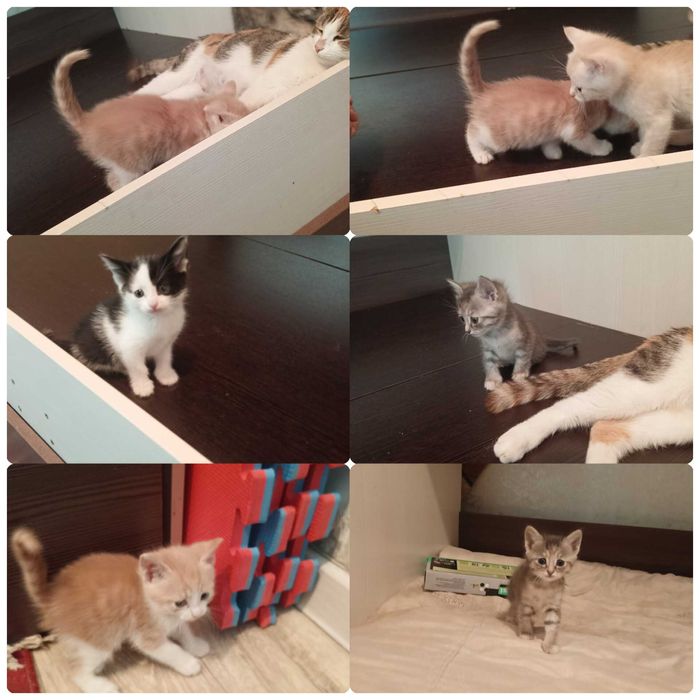 Отдам котенка в добрые руки