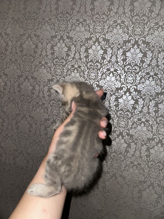 Шатландские котята